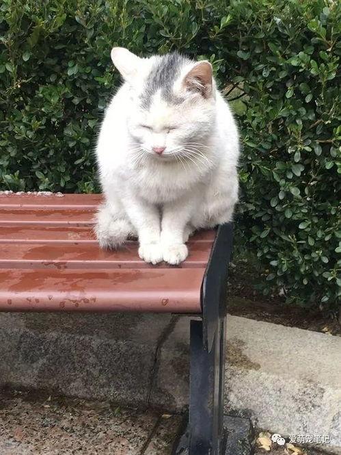 娱乐吃瓜酱流浪猫,吃瓜酱的趣味生活记