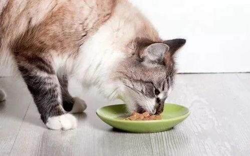 娱乐吃瓜酱猫咪视频,萌态十足，网友直呼“太可爱了！”