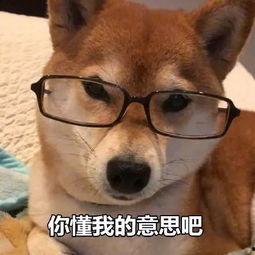 吃瓜娱乐小狗表情包,萌态可掬，笑点满满