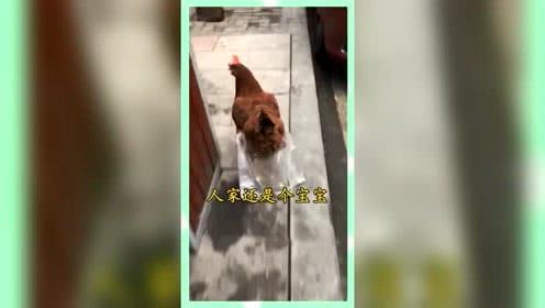 娱乐吃瓜群众歌曲视频下载,揭秘“吃瓜群众”歌曲视频下载背后的故事