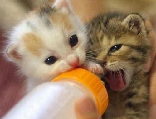 娱乐吃瓜酱猫猫护孩子,猫猫护子心切，温馨瞬间感动网友