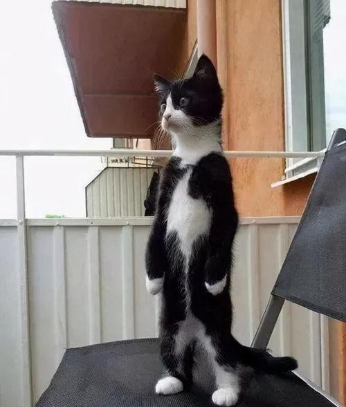 娱乐吃瓜酱奶牛猫,揭秘娱乐圈的萌宠生活
