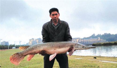 娱乐吃瓜酱放生鱼,一场爱心与自然的和谐交响