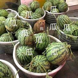 娱乐吃瓜壁纸图片高清