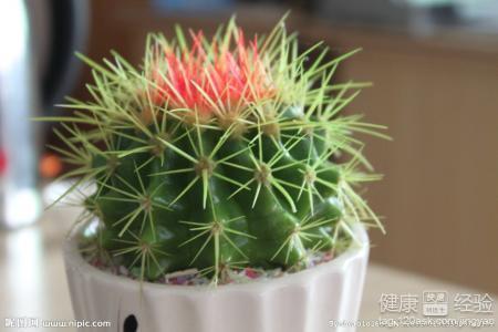 仙人球吃瓜娱乐,瓜果乐园的奇幻之旅