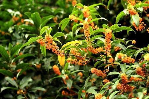 娱乐吃瓜酱桂花树