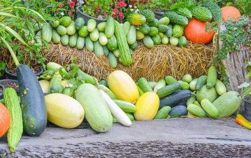 娱乐吃瓜公司有哪些名字,那些独具特色的“吃瓜”公司名大盘点